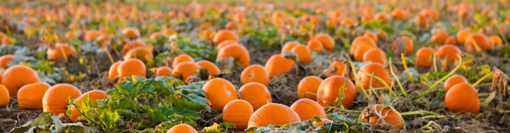 National Pumpkin Day: Celebrating Fall in Ashe County