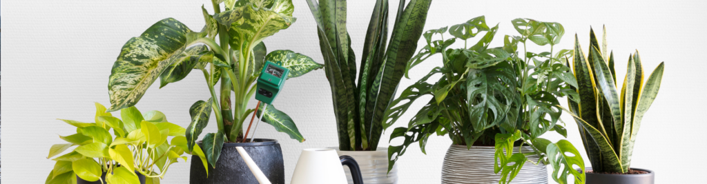 Houseplant Care Tips for Winter: Keep Your Greenery Thriving