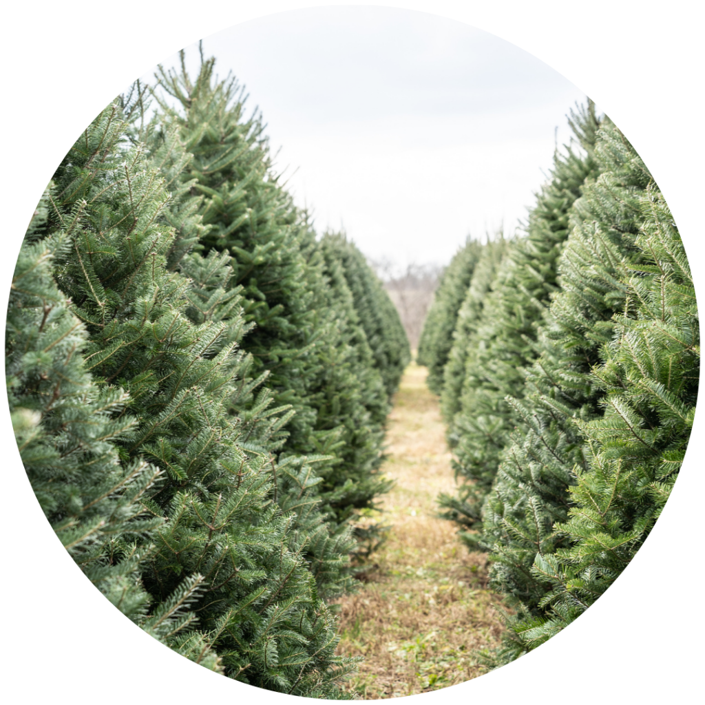 Christmas Tree Farming in Ashe County: A Timeless Holiday Tradition